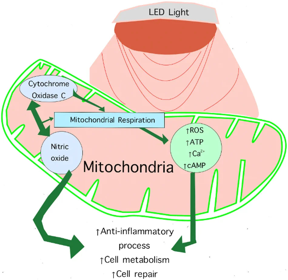 red light therapy affects on mitochondria